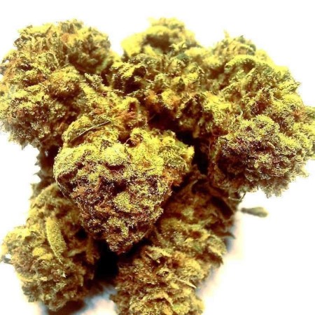 CBD Cannabis Suisse Bio Indoor Green Therapy - E-shop Suisse