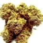 CBD Cannabis Suisse Bio Indoor Green Therapy - E-shop Suisse