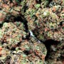 Plush Berry Cannabis CBD Indoor 100% naturelle et Suisse