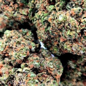 Plush Berry Cannabis CBD Indoor 100% naturelle et Suisse