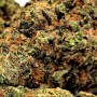 Purple Harlequin Fleur de CBD Indoor - E-shop Suisse