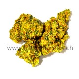 CBD V1 x Harlequin Cannabis...