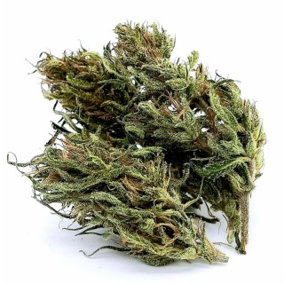 CBD NAG-OUT Cannabis Outdoor