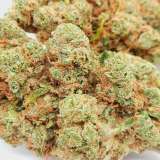 CBD Amnesia Cannabis Indoor