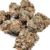 CBD PURPLE HARLEQUIN...