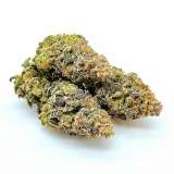 Bubble Gum Cannabis CBD Indoor