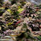 Bubble Gum Cannabis CBD Indoor