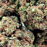 PLUSH BERRY CANNABIS CBD